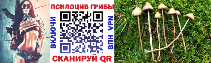 Галлюциногенные грибы Psilocybe  закладка  Константиновск 